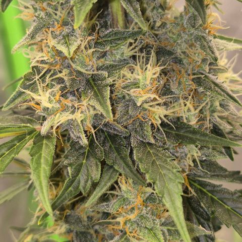 Ghost Train Haze (77-84 Tage) growlog timeline photo