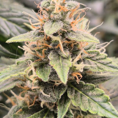 Ghost Train Haze (77-84 Tage) growlog timeline photo