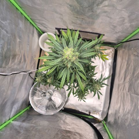 Ghost Train Haze (77-84 Tage) growlog timeline photo