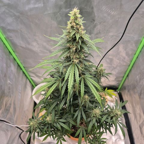 Ghost Train Haze (77-84 Tage) growlog timeline photo