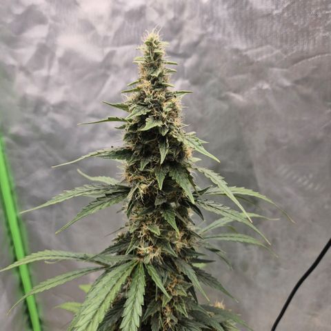 Ghost Train Haze (77-84 Tage) growlog timeline photo