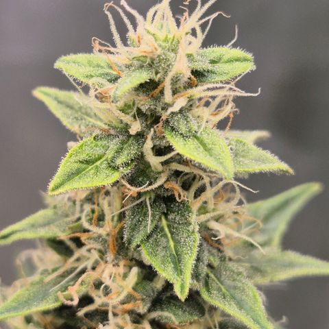 Ghost Train Haze (77-84 Tage) growlog timeline photo