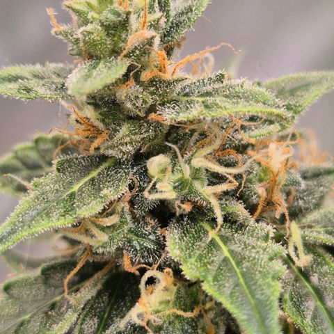 Ghost Train Haze (77-84 Tage) growlog timeline photo