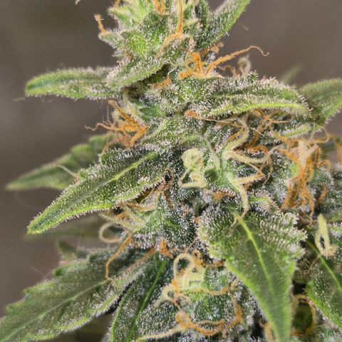 Ghost Train Haze (77-84 Tage) growlog timeline photo