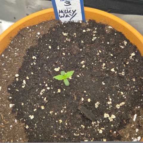 Milky way  🌌🌌🌌🌌 (hybrid) #3 growlog timeline photo