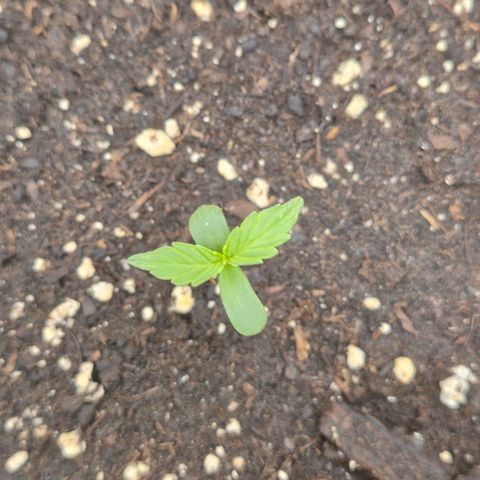 Milky way  🌌🌌🌌🌌 (hybrid) #3 growlog timeline photo