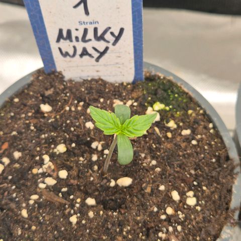Milky way  🌌🌌🌌🌌 (hybrid) #1 growlog timeline photo