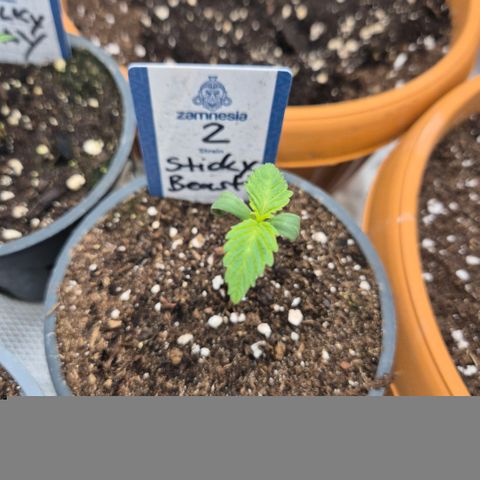 Sticky beast 👹👹👹( zamnesia) #2 growlog timeline photo