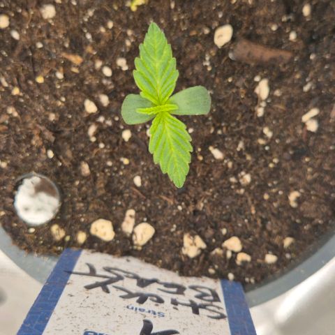 Sticky beast 👹👹👹( zamnesia) #1 growlog timeline photo