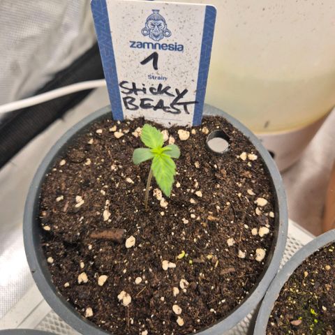 Sticky beast 👹👹👹( zamnesia) #1 growlog timeline photo