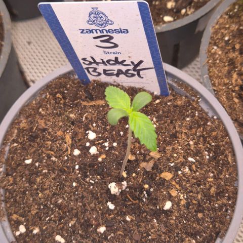 Sticky beast 👹👹👹( zamnesia) #3 growlog timeline photo