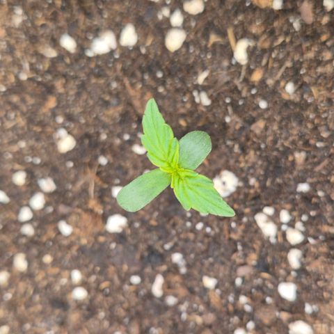Milky way  🌌🌌🌌🌌 (hybrid) #2 links growlog timeline photo