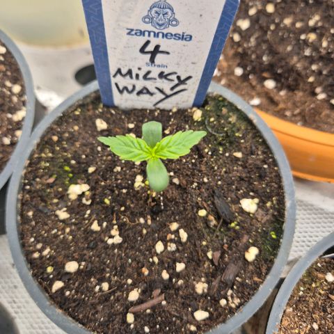 Milky way  🌌🌌🌌🌌 (hybrid) #4 growlog timeline photo
