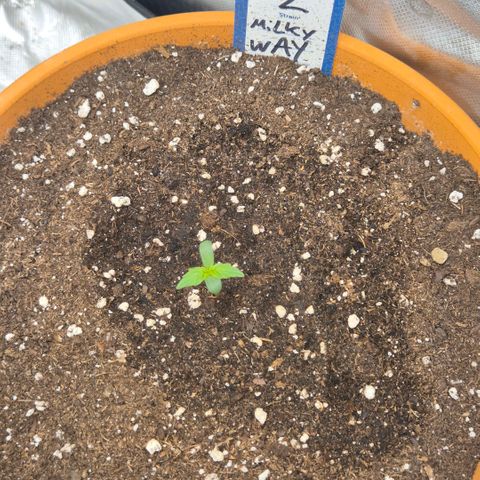 Milky way  🌌🌌🌌🌌 (hybrid) #2 links growlog timeline photo