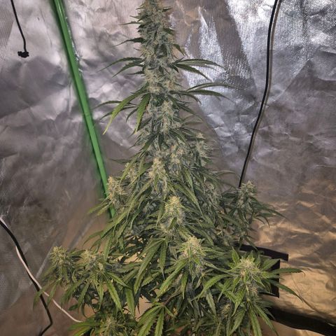 Ghost Train Haze (77-84 Tage) growlog timeline photo