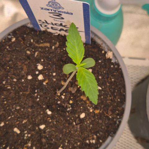 Sticky beast 👹👹👹( zamnesia) #3 growlog timeline photo