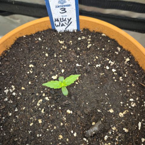 Milky way  🌌🌌🌌🌌 (hybrid) #3 growlog timeline photo