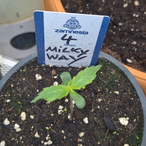 Milky way  🌌🌌🌌🌌 (hybrid) #4 growlog timeline photo