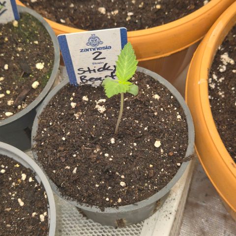 Sticky beast 👹👹👹( zamnesia) #2 growlog timeline photo