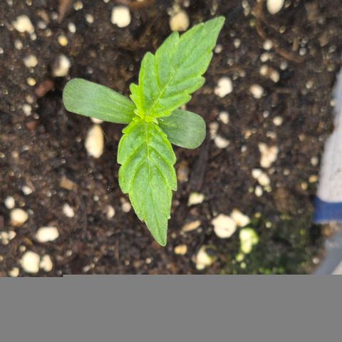 Milky way  🌌🌌🌌🌌 (hybrid) #1 growlog timeline photo