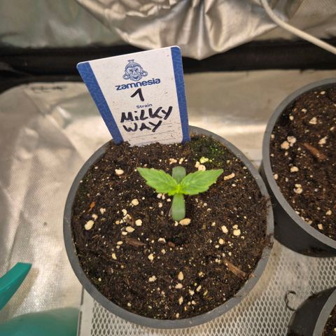 Milky way  🌌🌌🌌🌌 (hybrid) #1 growlog timeline photo