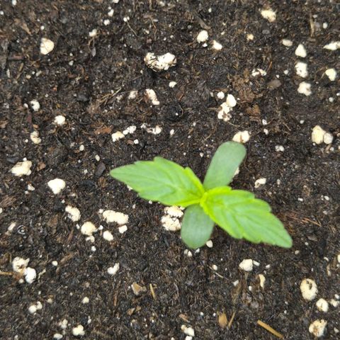 Milky way  🌌🌌🌌🌌 (hybrid) #2 links growlog timeline photo