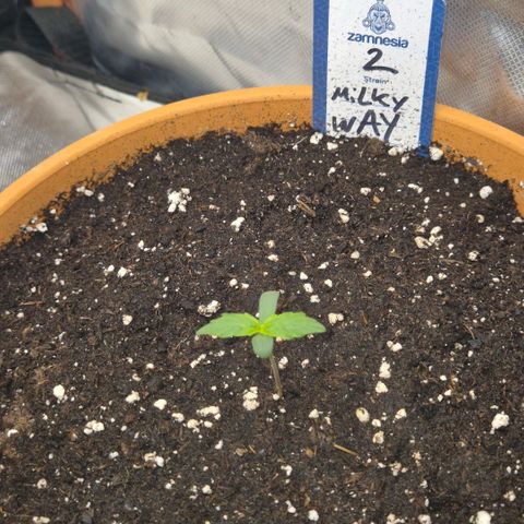Milky way  🌌🌌🌌🌌 (hybrid) #2 links growlog timeline photo