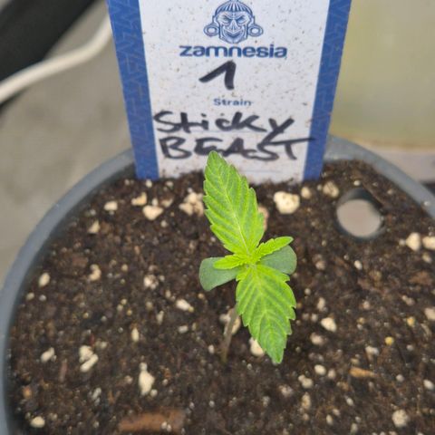 Sticky beast 👹👹👹( zamnesia) #1 growlog timeline photo