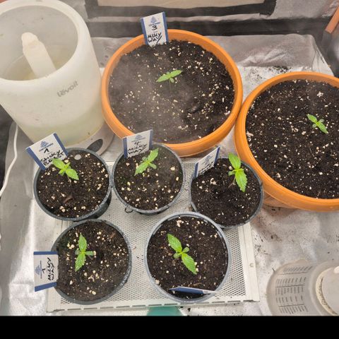 Sticky beast 👹👹👹( zamnesia) #1 growlog timeline photo