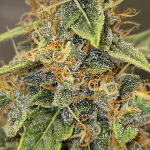 Ghost Train Haze (77-84 Tage) growlog timeline photo