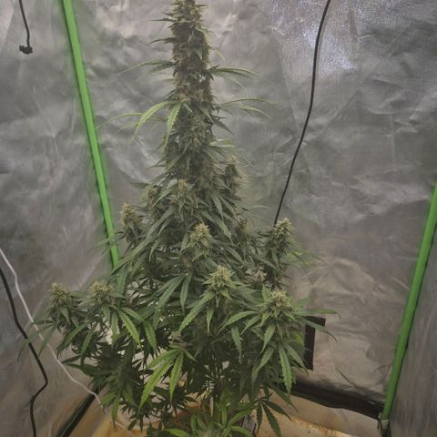 Ghost Train Haze (77-84 Tage) growlog timeline photo