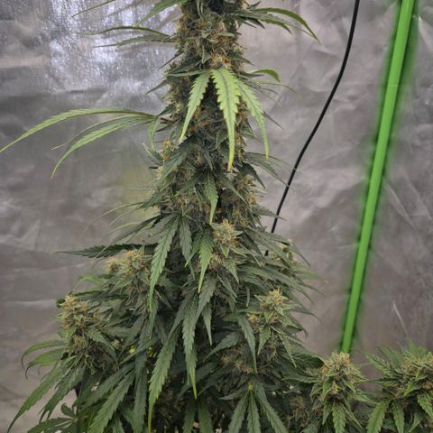 Ghost Train Haze (77-84 Tage) growlog timeline photo