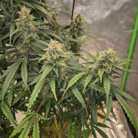 Ghost Train Haze (77-84 Tage) growlog timeline photo