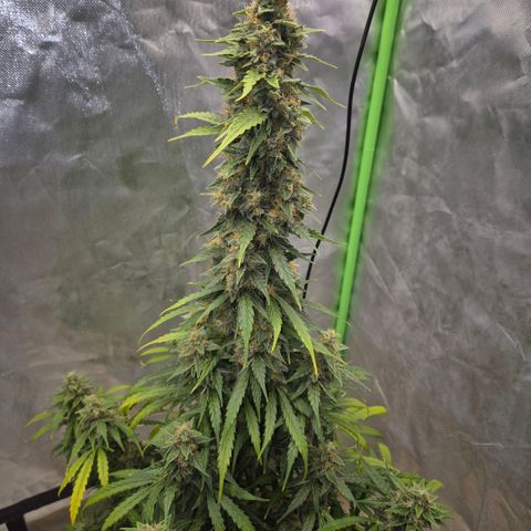 Ghost Train Haze (77-84 Tage) growlog timeline photo