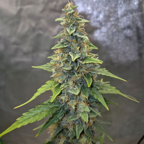Ghost Train Haze (77-84 Tage) growlog timeline photo
