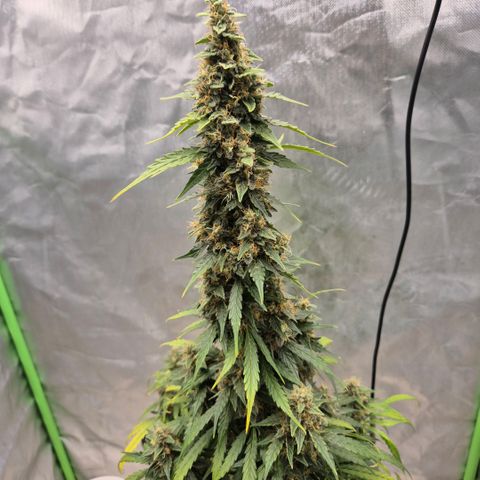 Ghost Train Haze (77-84 Tage) growlog timeline photo