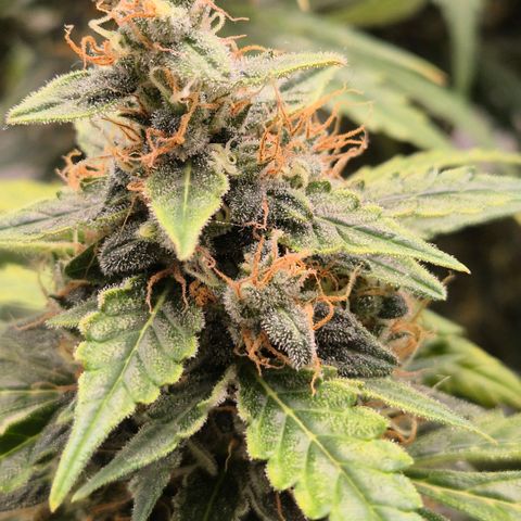Ghost Train Haze (77-84 Tage) growlog timeline photo