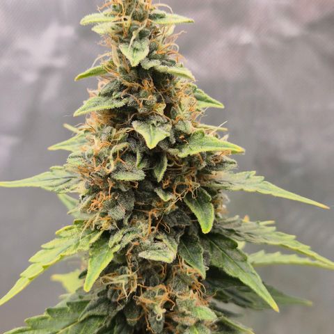Ghost Train Haze (77-84 Tage) growlog timeline photo