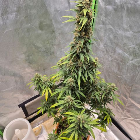 Ghost Train Haze (77-84 Tage) growlog timeline photo