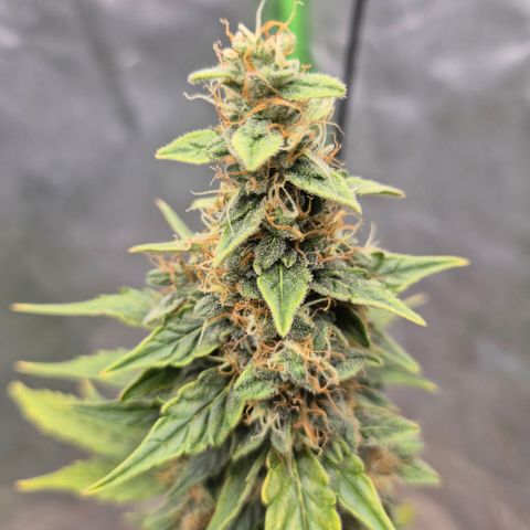 Ghost Train Haze (77-84 Tage) growlog timeline photo