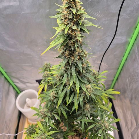 Ghost Train Haze (77-84 Tage) growlog timeline photo