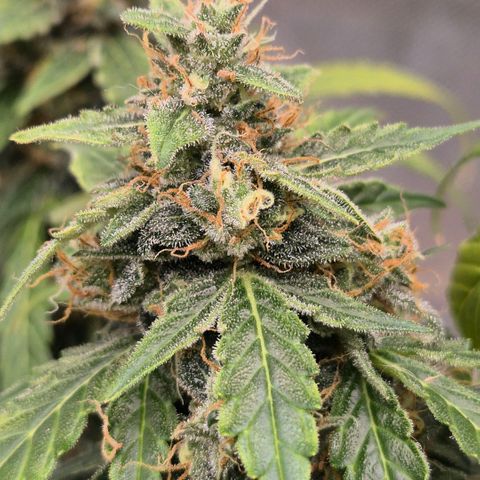 Ghost Train Haze (77-84 Tage) growlog timeline photo