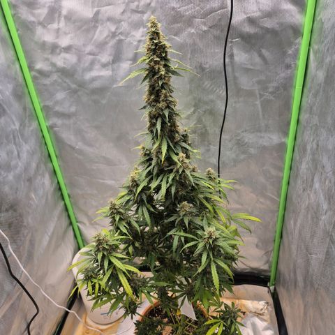 Ghost Train Haze (77-84 Tage) growlog timeline photo