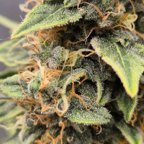 Ghost Train Haze (77-84 Tage) growlog timeline photo