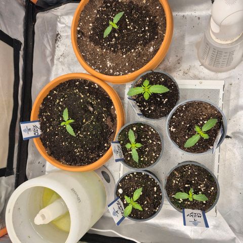 Milky way  🌌🌌🌌🌌 (hybrid) #2 links growlog timeline photo
