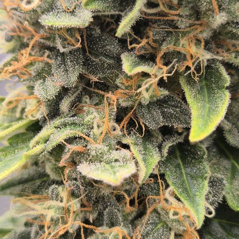 Ghost Train Haze (77-84 Tage) growlog timeline photo