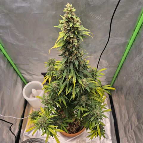 Ghost Train Haze (77-84 Tage) growlog timeline photo
