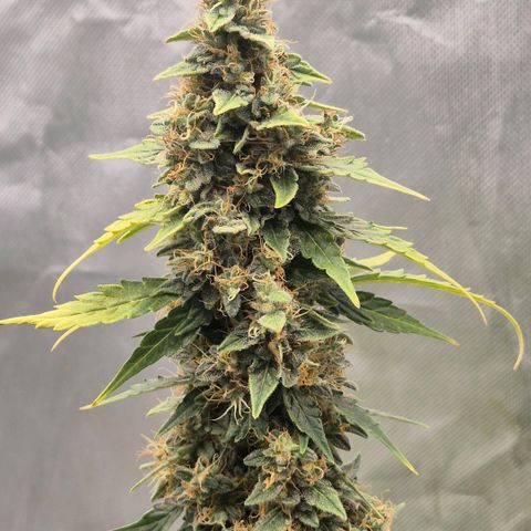 Ghost Train Haze (77-84 Tage) growlog timeline photo