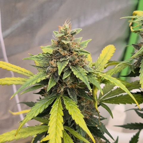 Ghost Train Haze (77-84 Tage) growlog timeline photo