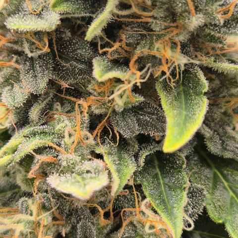 Ghost Train Haze (77-84 Tage) growlog timeline photo